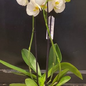 Orchidée Phalaenopsis Blanche dans son cache pot