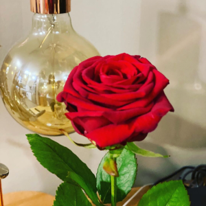 rose saint valentin rose unique
