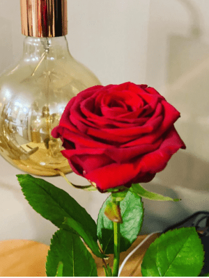 rose saint valentin rose unique