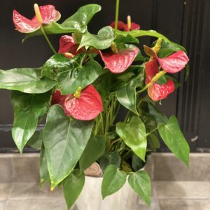Anthurium dans son cache pot