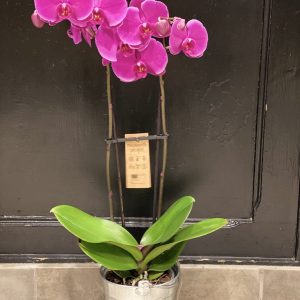 Orchidée Phalaenopsis Couleur dans son cache pot