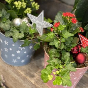 Composition Plantes Noël