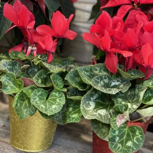 Cyclamen Noël