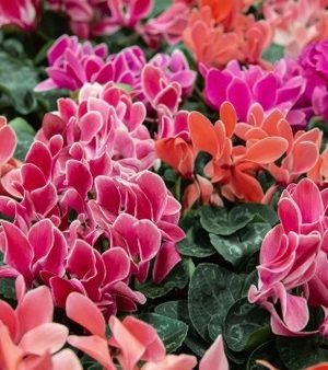 -cyclamen-