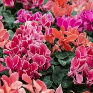 -cyclamen-