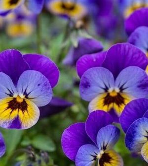 la-violette