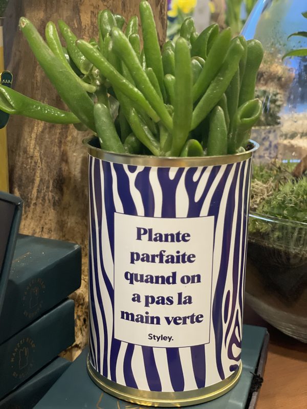 Plante parfaite …