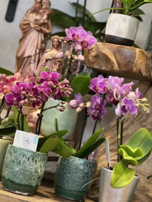 ORCHIDEE