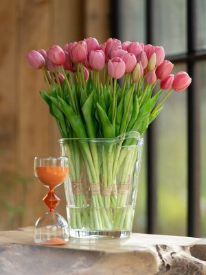 tulipe rose