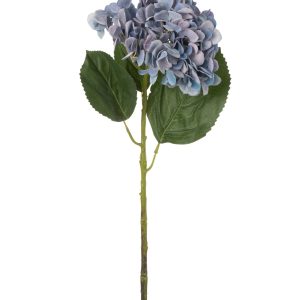 hortensia bleu