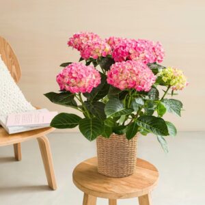 Hortensia dans son cache Pot