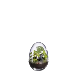 Terrarium – Image 2