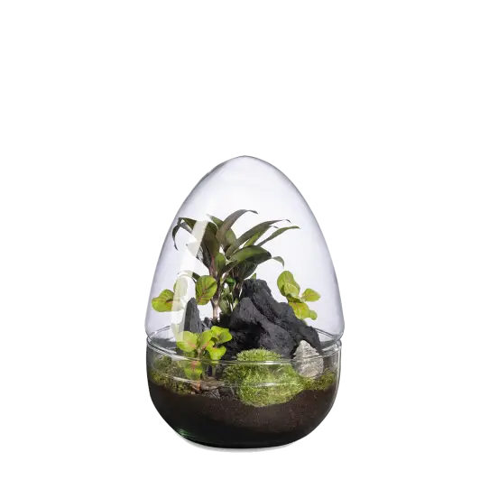 Terrarium – Image 4