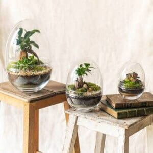 terrarium