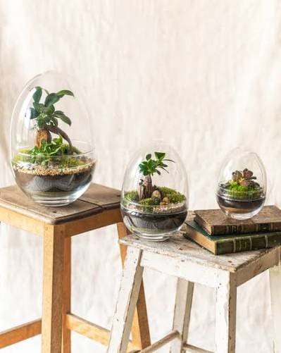 terrarium