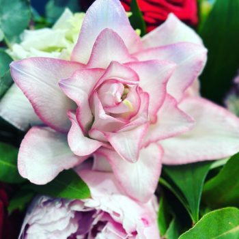 Jardin-Cosette-Fleuriste (7)