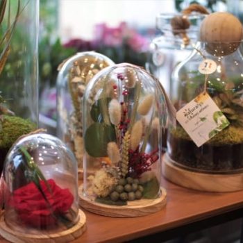 jardin-cosette-terrarium