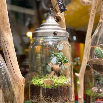 jardindecosette-terrarium1