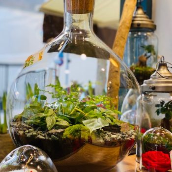 jardindecosette-terrarium2