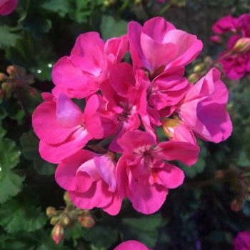 plantes-fleuriste-93